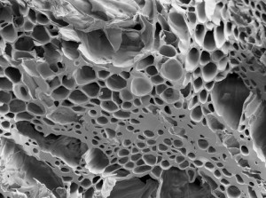 micropore-structure-charcoal-biochar.jpg