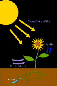 Schéma fotosyntézy